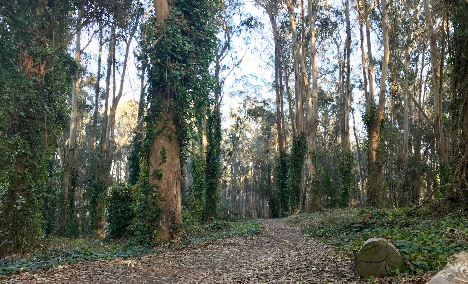 A view of the Presidio